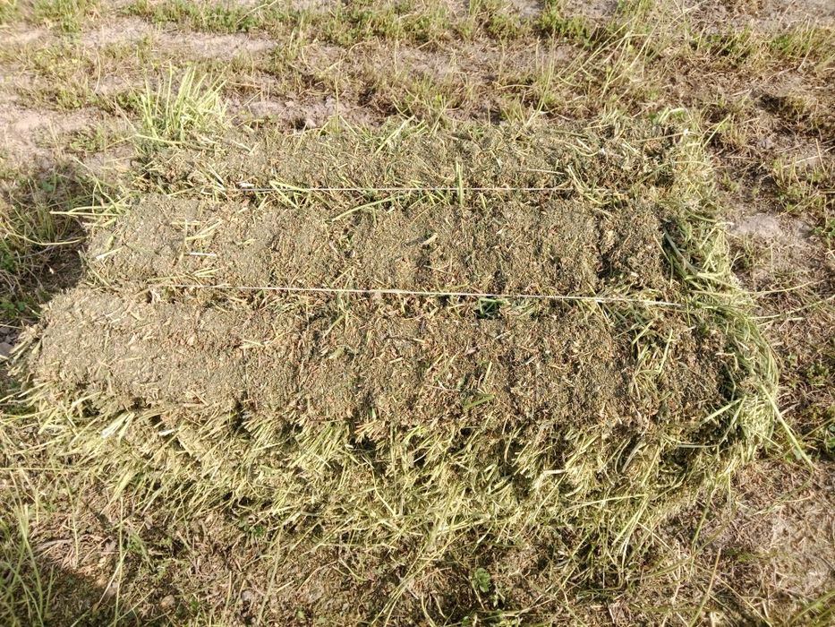 Клевер  Жонышка.