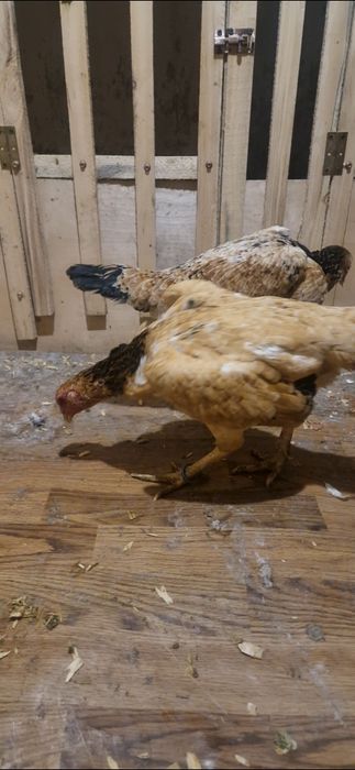 Дакан шамо курочка 100 (лимон)