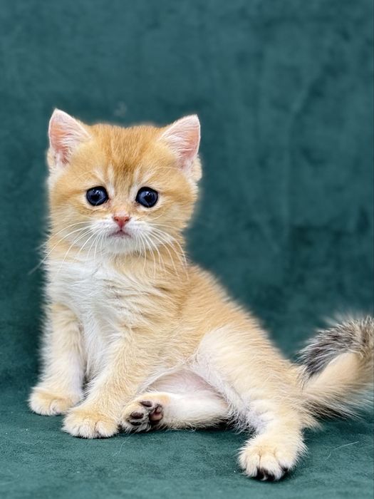 Британские Золотые Шиншилки