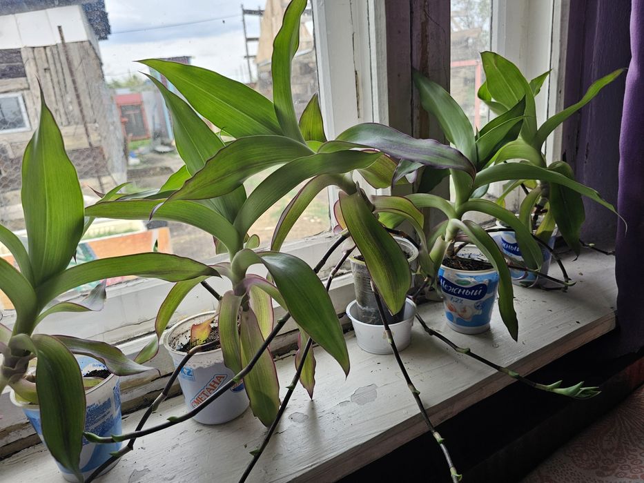 Продам золотой ус,каланхоэ красный