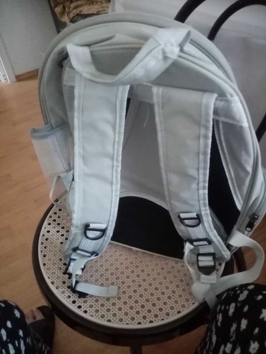 Ofer spre adoptie iubitorilor de pisici di Suceava, motanel de 1 an, cu carnet de sanatate