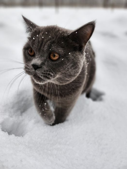 Vyazkaga Mushuk BRITISH FOLD