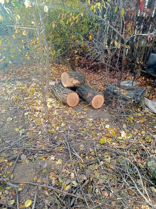 Отдам в дар напиленные дрова от дуба.