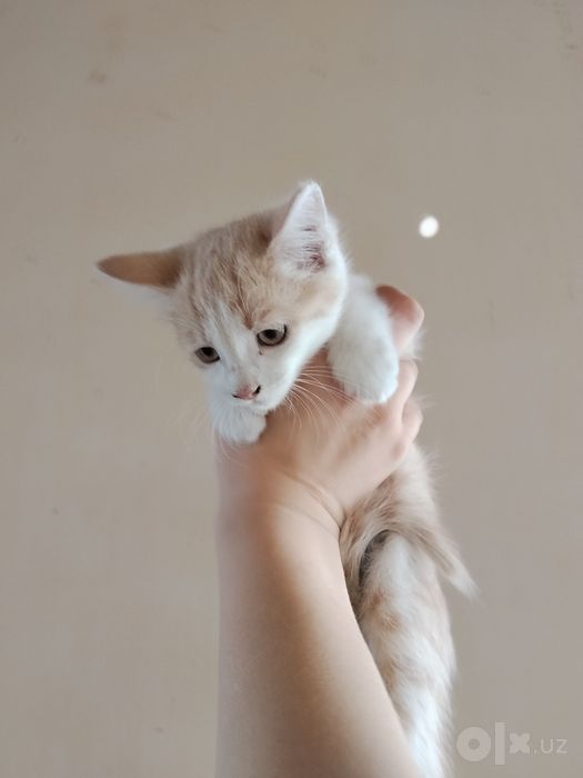 котята 2х месячные