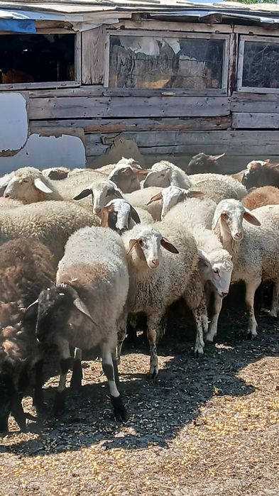 продавам агнета шилета и овце