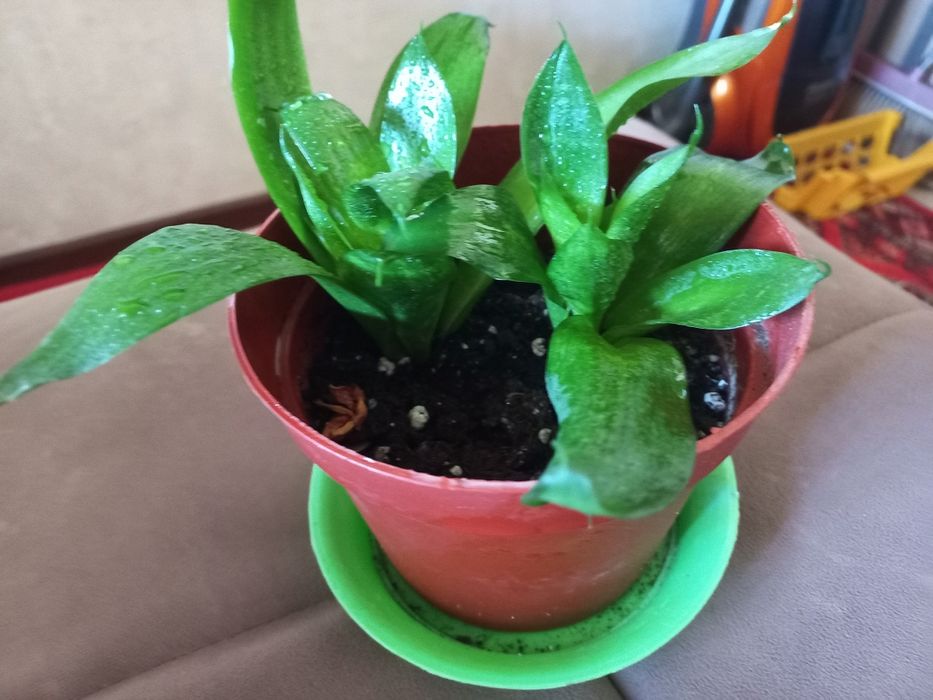 Сенсаверия 5000сум