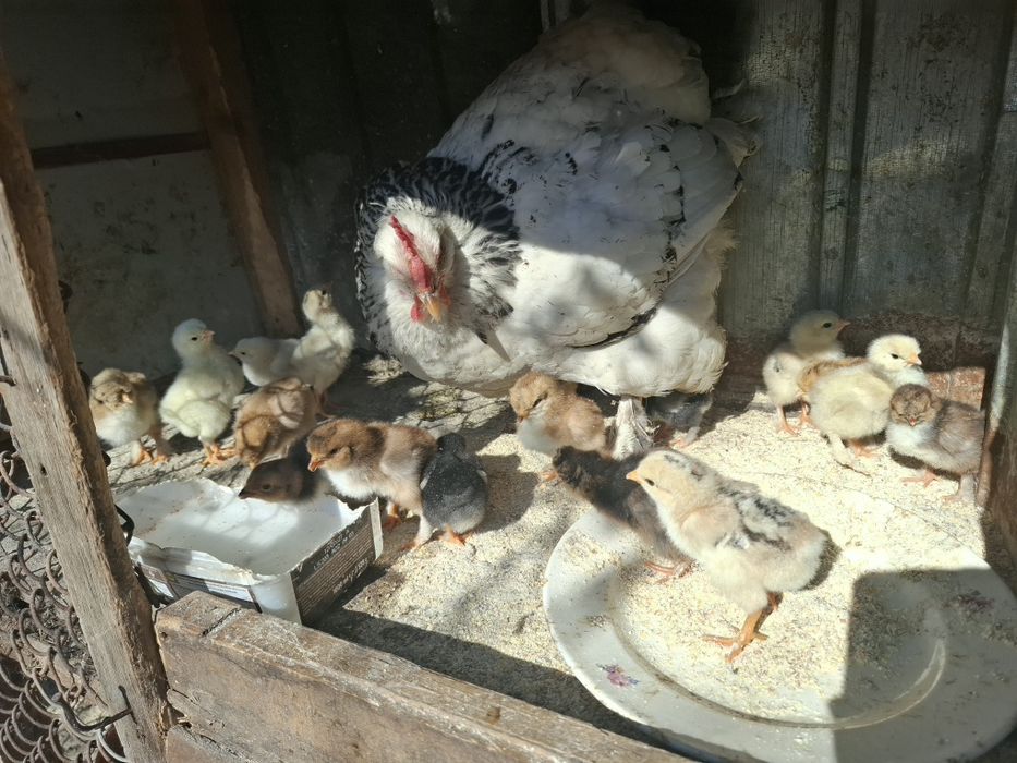 Vând cloșcă cu 17 pui