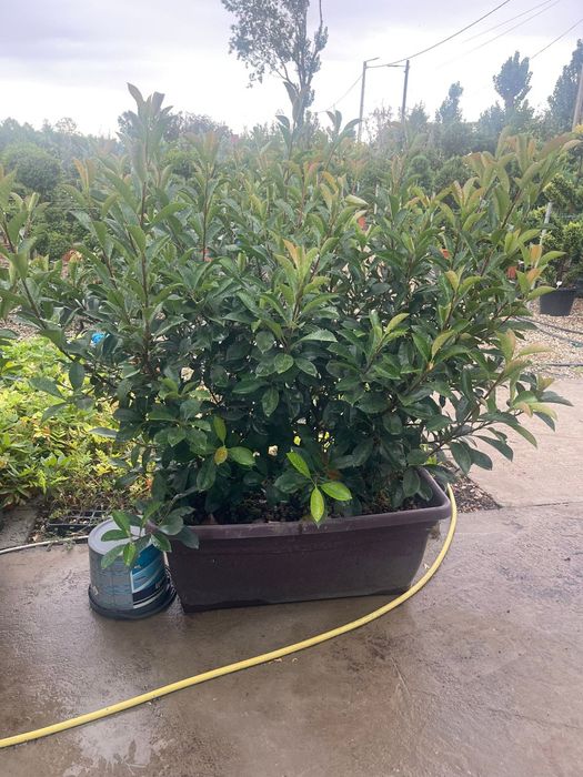 Photinia, leylandi
