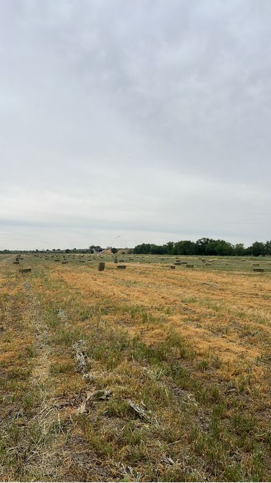 Жай Шөп сатылады