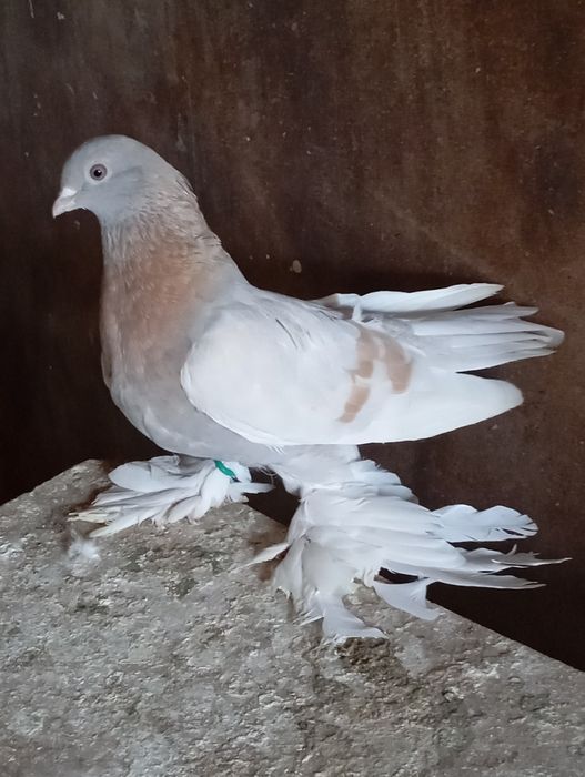 Голуби животные птицы