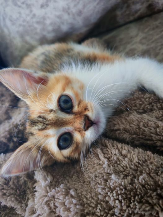 Котенок девочка ищет дом