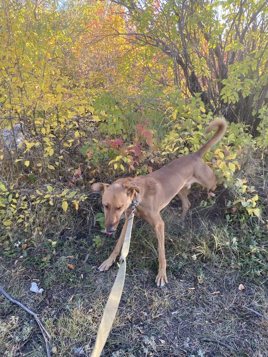 Кабель, собака, пес в добрые руки