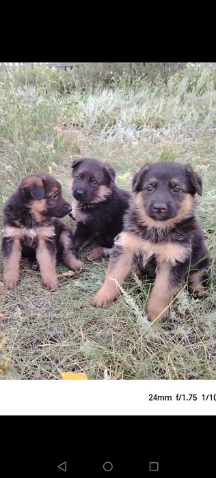Немецкая овчарка