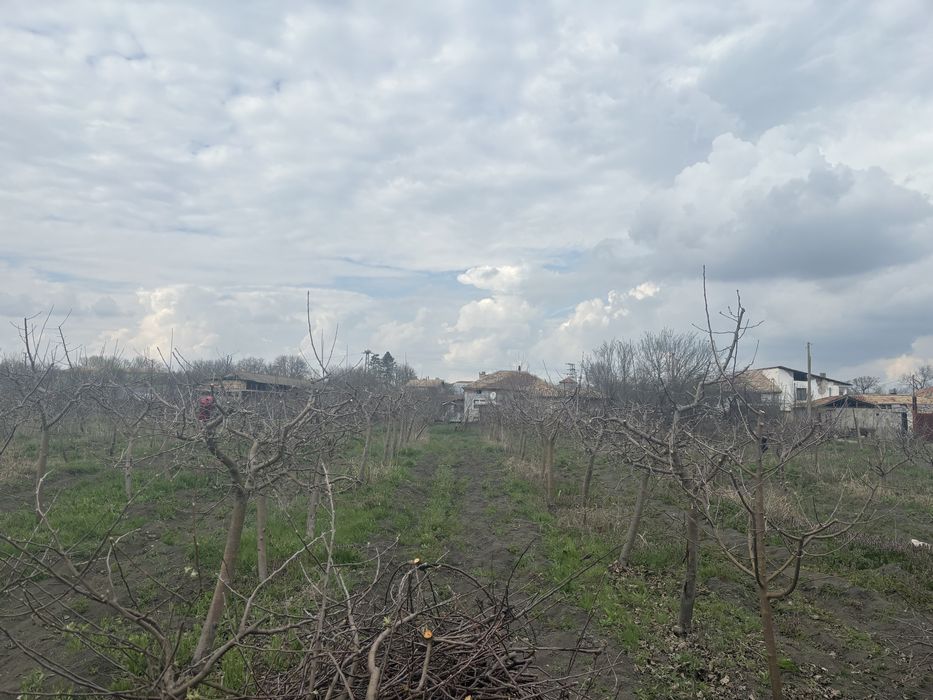 Резитба на овощни градини /озеленяване