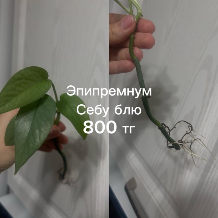 Разные отростки цветов