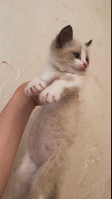 Продаю сиамскую котенок