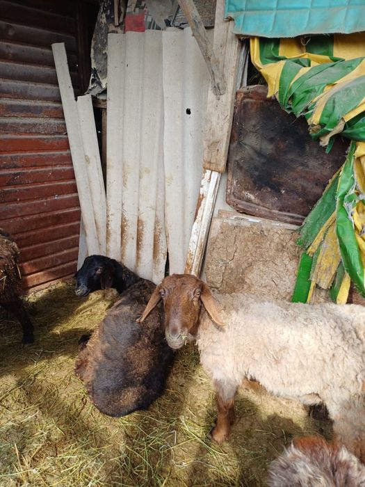 Қойлар (баран), қозы сатылымда, бағасын келісеміз