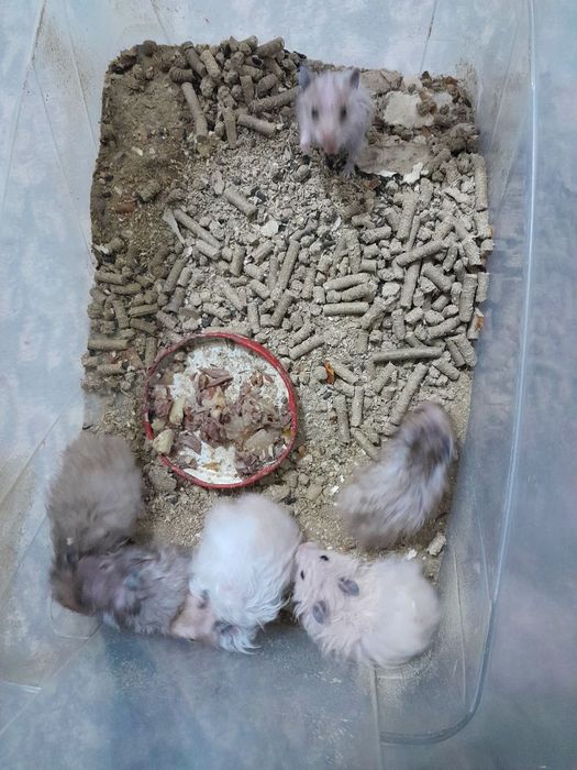 Продаются хамячки