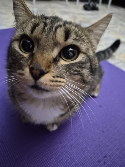 Котик в хорошие руки