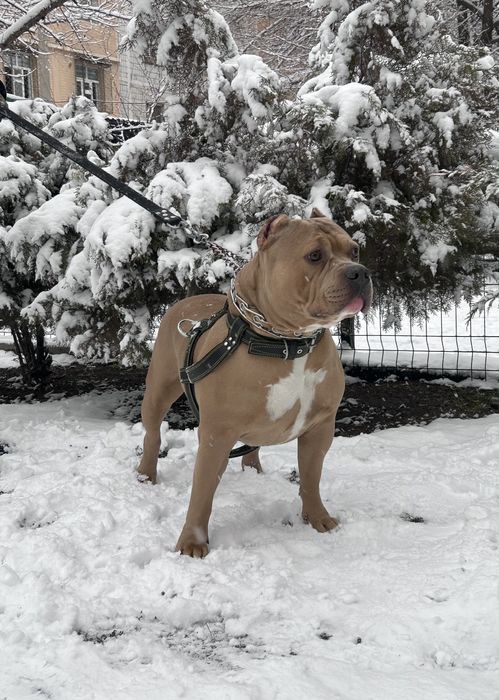 Американский булли XL вязка. IT SOTILMAYDI ! FAQAT QOSHISHGA !