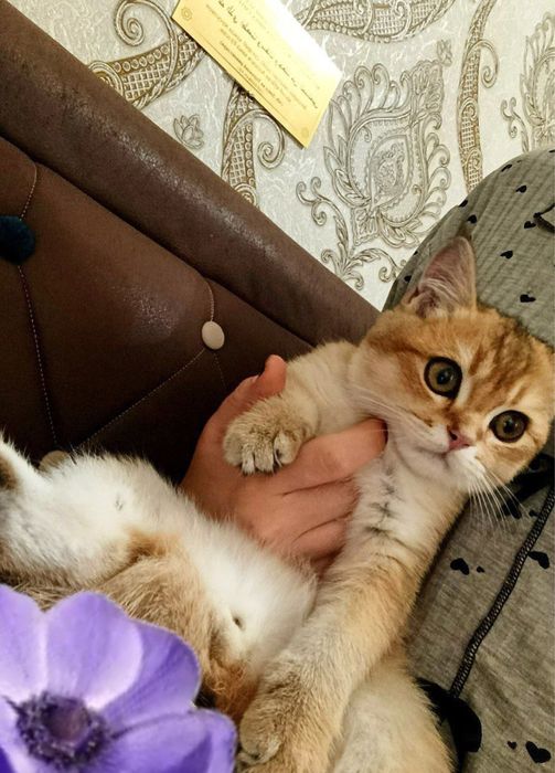 Залатисти шиншила