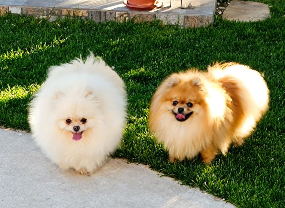 Померан, мини померан