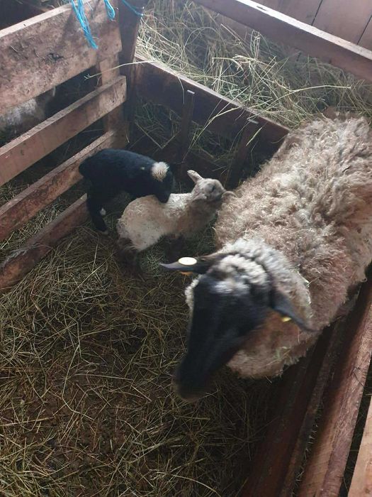 Oi Romanov și oi sufolk