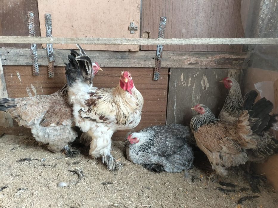 куры и петух брама