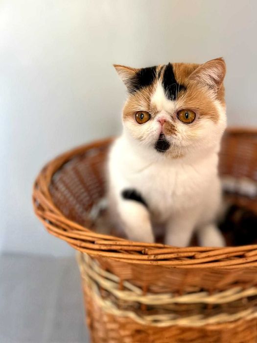 Продава се в развъждане котка, порода экзот. Родена 28.04.25.