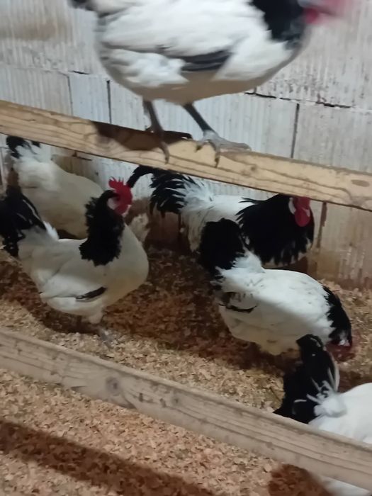 Oua găini  lakenvelder