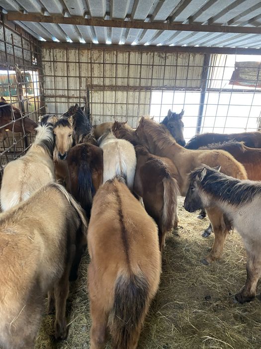 Жабагылар еркек ургашы