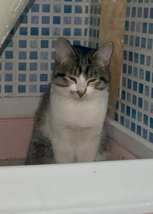 Срочно отдам на добрых руках кошку 
кошке 6,5 месяцев кушает свой сух