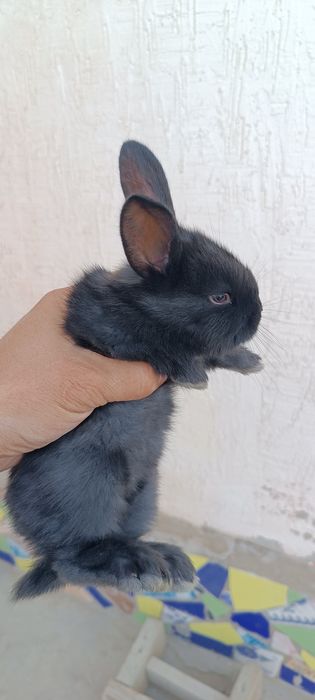 Маленькие крольчата красивые