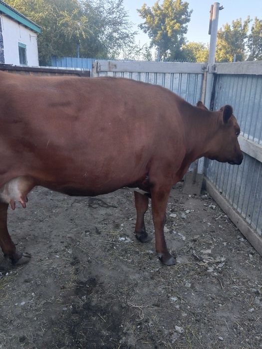 Продам корову дойная
