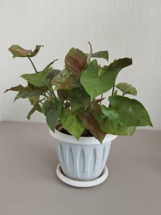 Сингониум Aron brown