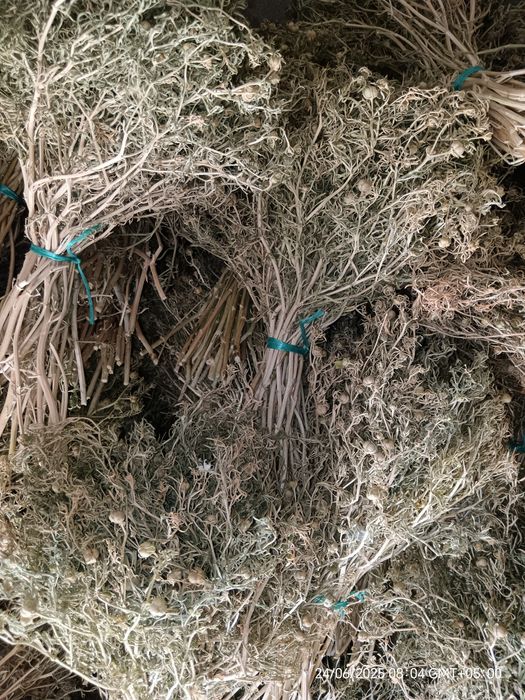 Адраспан сухие большие