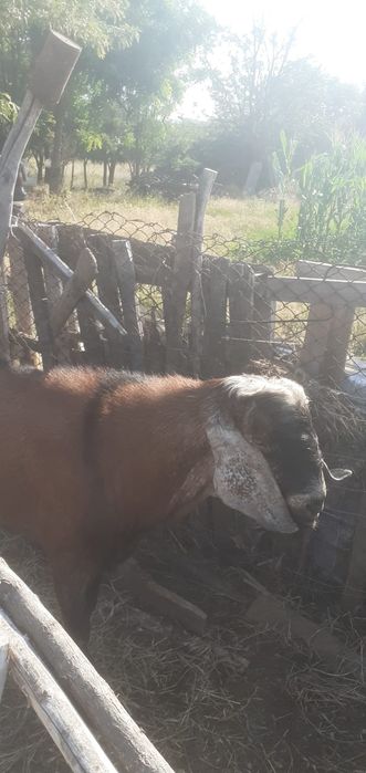 Tapi anglo nubieni de monta