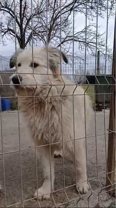 Caini pentru adoptie (corcituri)