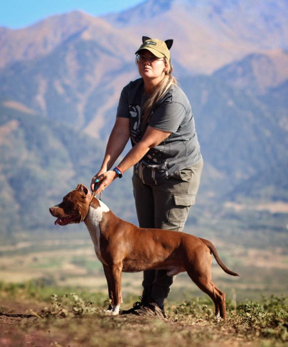 Питбуль кобель для вязки Американский питбультерьер