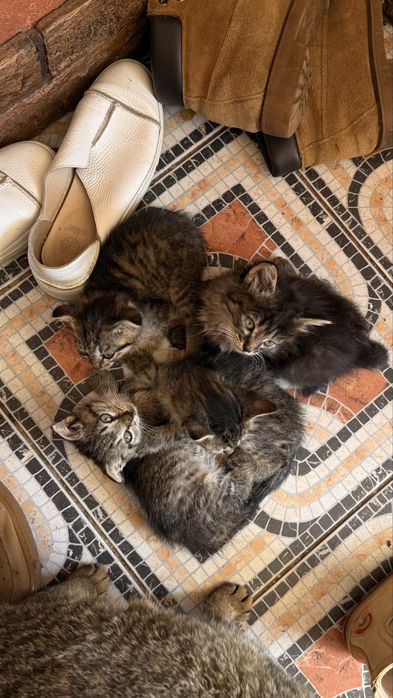 Вислоухие котята