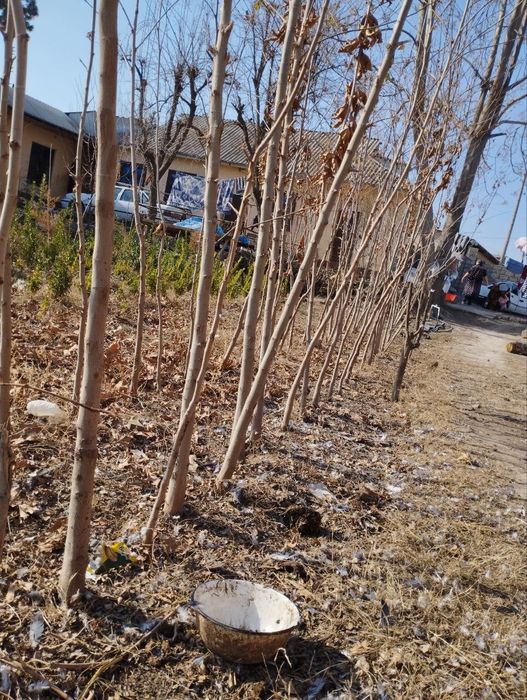 Чинор дарахти 2 йилик