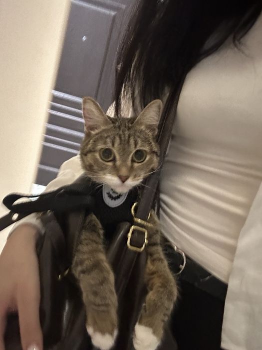 Ищем кота на вязку