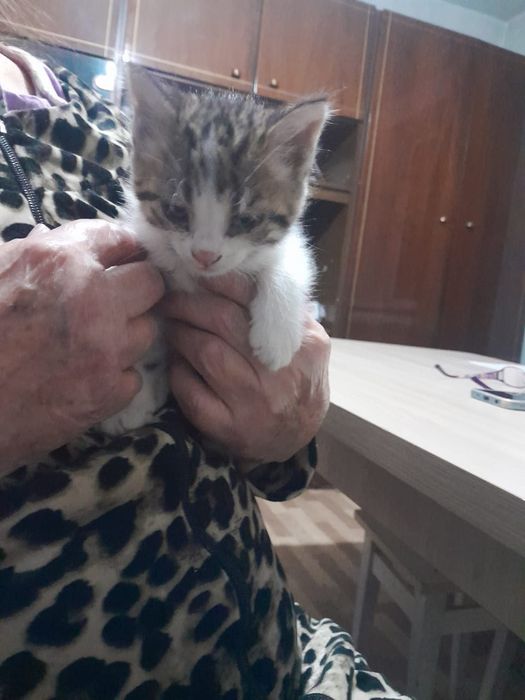 Отдам котят в добрые руки