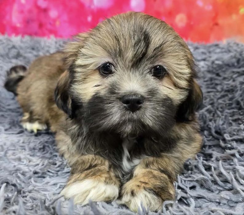 Bichon havanez 500 lei