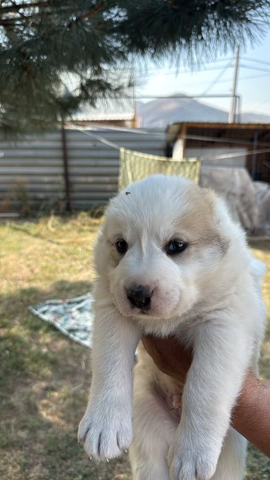 Продам щенков АЛАБАЯ!