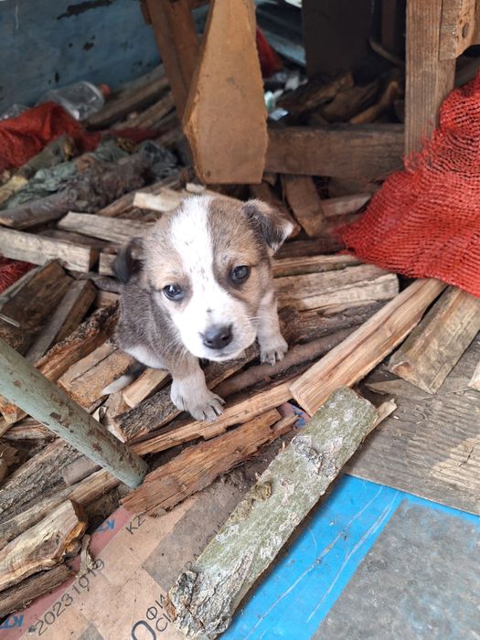 Отдам щенят средней породы