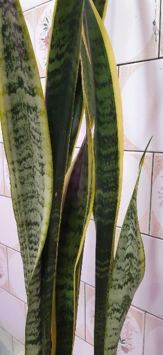 Сансевиерия (голд). В наличии 3 горшка