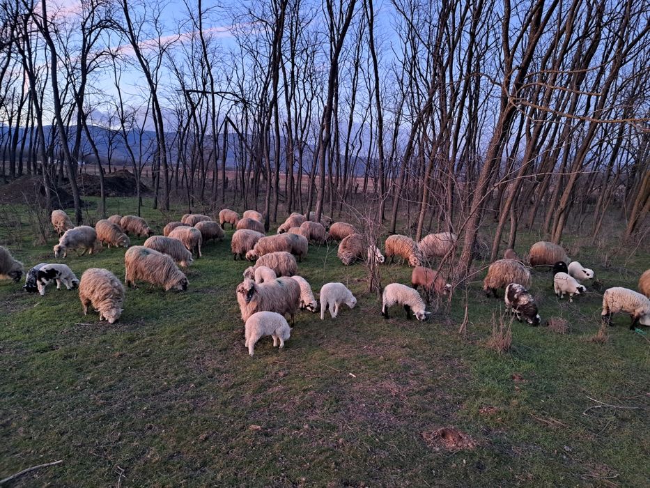 Oi de vînzare cu miei și un berbec