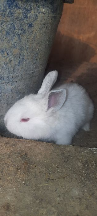 Көжектер бар.Туылған күнге