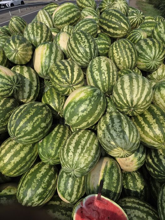 Продам Арбузы оптом